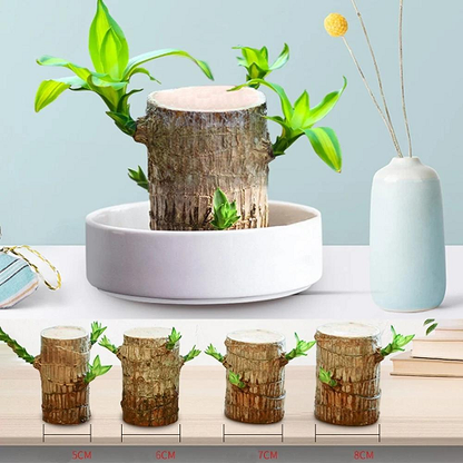 🔥Plantas hidropónicas de madera de Brasil Groot Lucky Wood en maceta🔥