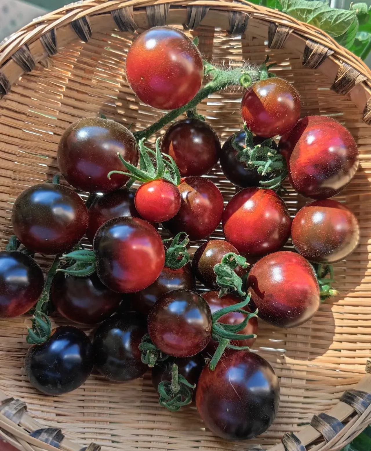 Black Tomato - Black Beauty Queen🍅