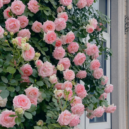 🌹CLIMBING ROSE—YEAR-ROUND BLOOMING