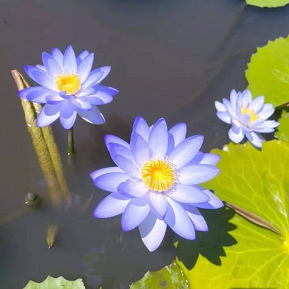 🌸7 Days germination🌸Last Day Sale - 60% OFF💐The Sacred Bonsai Bowl Lotus Flower