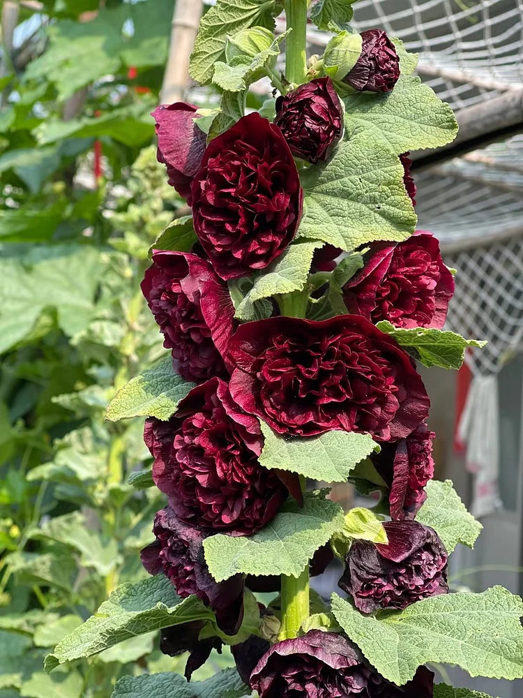 DOUBLE HOLLYHOCK SEEDS