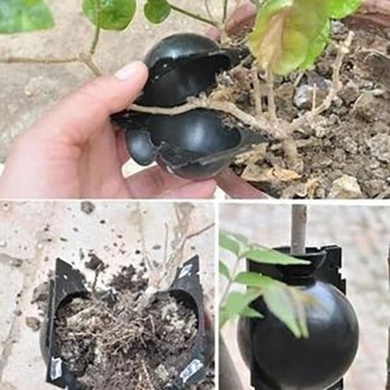 🌱Plant Root Growing Box