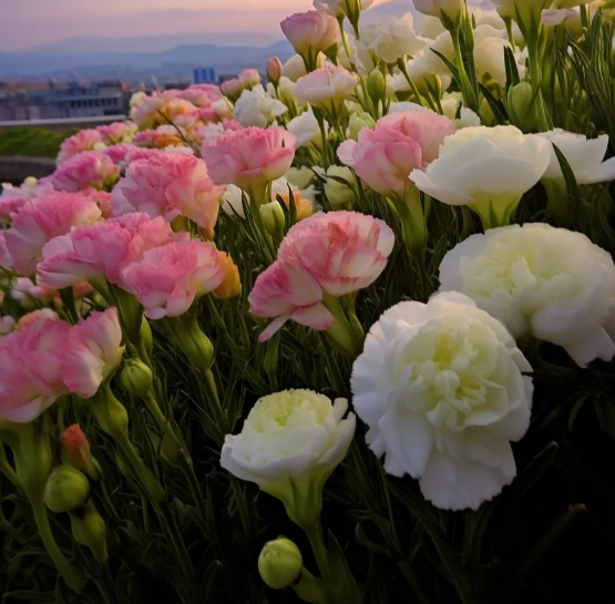 🌺LISIANTHUS - AMOR SINCERO