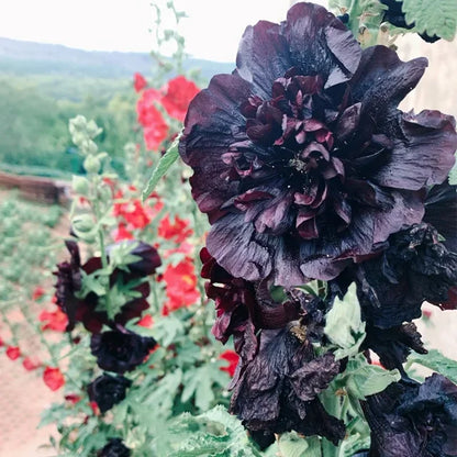 GRAINES DE roses trémières doubles