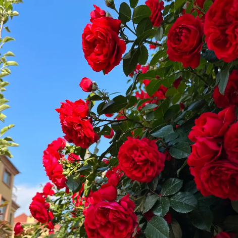 🌹CLIMBING ROSE—YEAR-ROUND BLOOMING