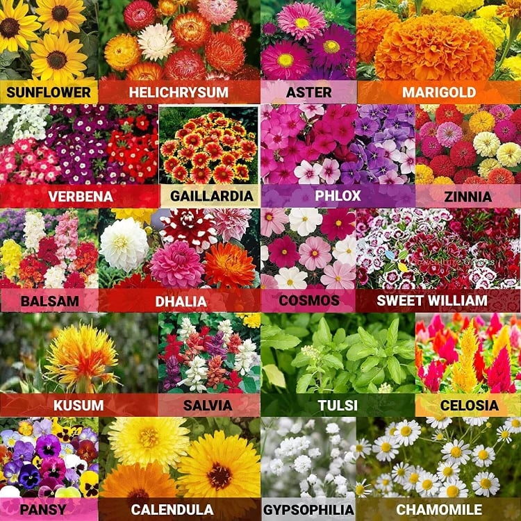 🏆Mother Day's Limited Sale 50%🏆Premium Mixed Flower Seed Package