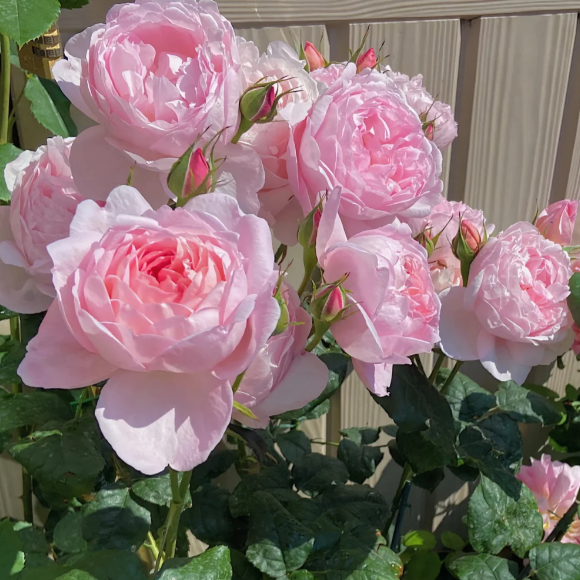 🌹CLIMBING ROSE—YEAR-ROUND BLOOMING