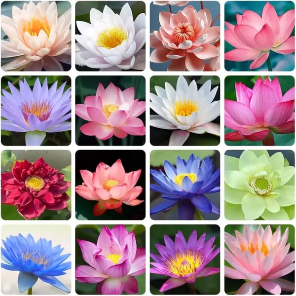 🌸7 Days germination🌸Last Day Sale - 60% OFF💐The Sacred Bonsai Bowl Lotus Flower