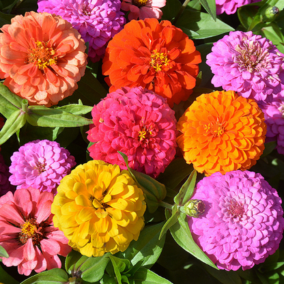 🌺DOUBLE ZINNIA MIXED COLOR SEEDS