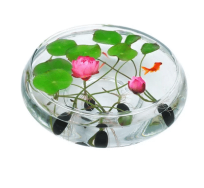 The Sacred Bonsai Bowl Lotus Flower