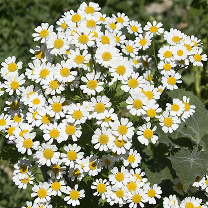 🌼TUEUR D'INSECTES : GRAINES DE PYRÈTHRE