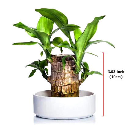 🔥Plantes hydroponiques de bois du Brésil Groot Lucky Wood en pot🔥