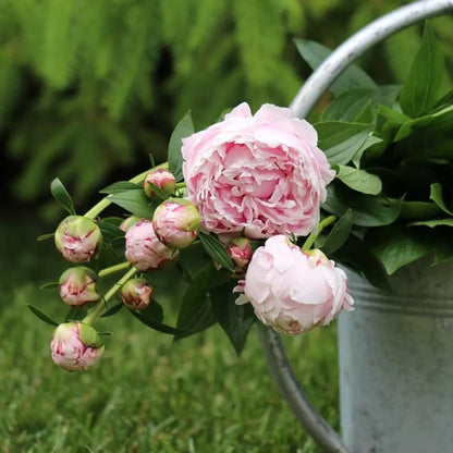 🌺THE QUEEN OF FLOWERS—DOUBLE PETALED PIANI